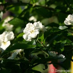 Mispelweissdorn_2008-05-11_0472 Die Blüten des Mispelweißdorns sind ebenfalls enorm zahlreich und halten über eine Woche. Die der Mispel viel kürzer.