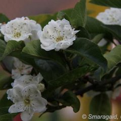 Mispelweissdorn_2009-05-04_5094