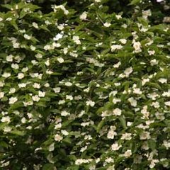 Mispelweissdorn_2013-05-21_1996