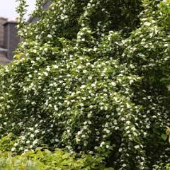 Mispelweissdorn_2014-04-25_8088