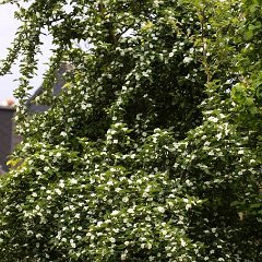 Mispelweissdorn_2014-04-25_8089