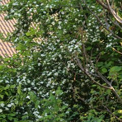 Mispelweissdorn_2015_05_13_4671