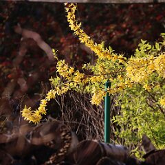 22 Forsythia_2020_03_28_00240