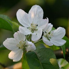 Apfel_2007-04-25_7250
