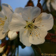 Kirsche_2007-04-09_7142