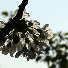 Kirsche_2017_04_09_5274