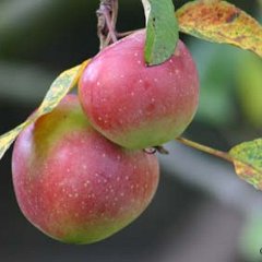 Apfel_2006-11-17_0011