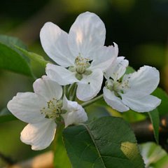 Apfel_2007-04-25_7250