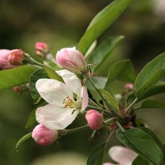 Apfel_2015_04_26_4155