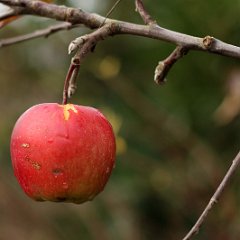 Apfel_2015_12_12_8561