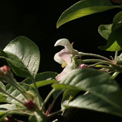 Apfel_2017_04_09_5275