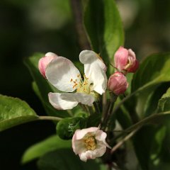 Apfel_2017_04_23_5526