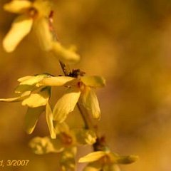 Forsythia_2007-03-28-macro_7001