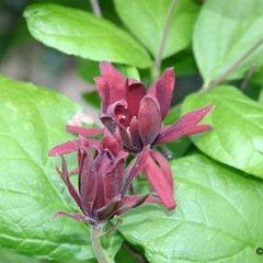 Gewuerzstrauch_2006-05-17_4012