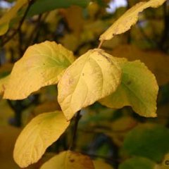 Gewuerzstrauch_2006-10-26_6519