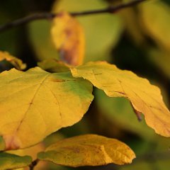 Gewuerzstrauch_2016_11_05_3216