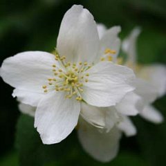 Jasmin_2006-06-15_5322