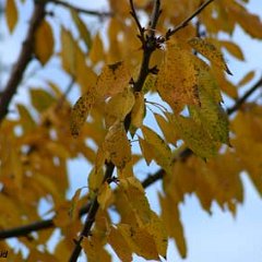 Kirsche_2006-11-17_0009