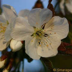 Kirsche_2007-04-09_7142