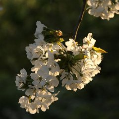 Kirsche_2015_04_21_4073