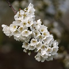 Kirsche_2016_04_17_9826