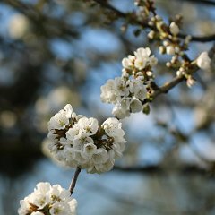 Kirsche_2016_04_17_9855