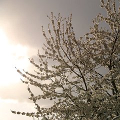 Kirsche_2016_04_23_9952