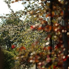 Kirsche_2016_05_01_9999_12