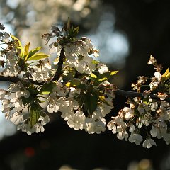 Kirsche_2016_05_01_9999_21