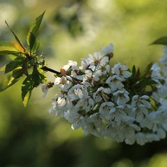 Kirsche_2017_04_09_5272