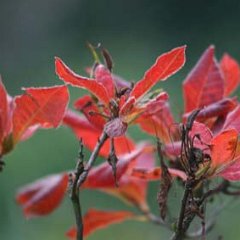 Rhododendron luteum_2006-11-17_0008