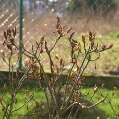 Rhododendron luteum_2007-02-04_6845 Rhododendron und Herlitze treiben fleißig aus.