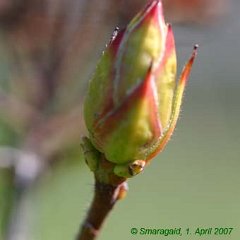 Rhododendron luteum_2007-04-01_7046