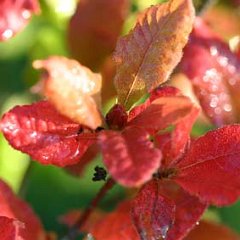 Rhododendron luteum_2007-10-06_9326