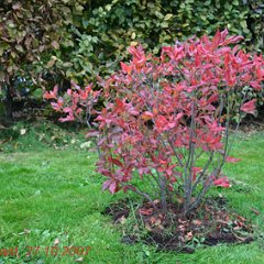 Rhododendron luteum_2007-10-27_9448 Herrliche Blattfärbung beim Rhododendron - leider heute ohne Verstärkung durch das Sonnenlicht