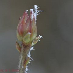Rhododendron luteum_2008-01-08_3927