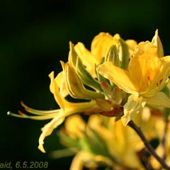 Rhododendron luteum_2008-05-06_0456 Pflanzliche Verkörperung der Farbe Gelb: Rhododendron Luteum