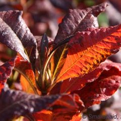 Rhododendron luteum_2009_10_25_9545