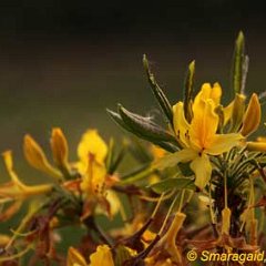 Rhododendron luteum_2010-05-22_0877