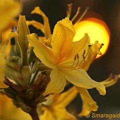 Rhododendron luteum_2011-04-23_3243