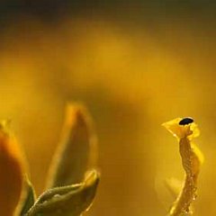 Rhododendron luteum_2012-05-09_7859