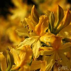 Rhododendron luteum_2013-06-02_2136