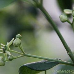 Euonymus europaea_2009-04-30_4988