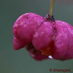 Euonymus europaea_2009-10-10_9502