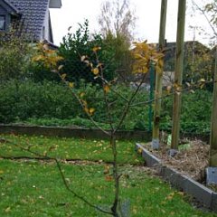 Felsenbirne_2006-11-23_6653