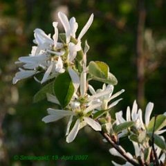 Felsenbirne_2007-04-19_7188