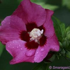 Hibiscus-pink_2009-07-23_8919
