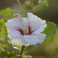 Hibiskus-weiss-rot_2007-07-15_8733
