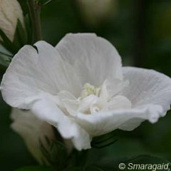 Hibiskus-weiss_2007-07-16_8791