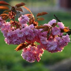 JapKirsche_2005-04-22_1693 Japanische Kirsche im April